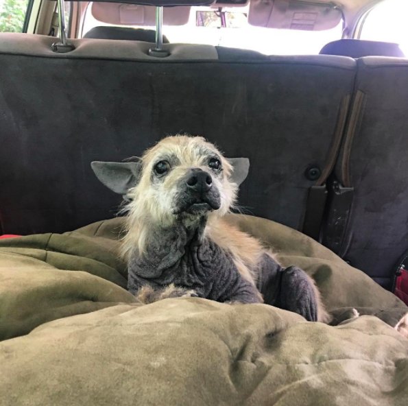 Illustration de l'article : Un chien en triste état leur coupe la route. Ils décident de lui venir en aide